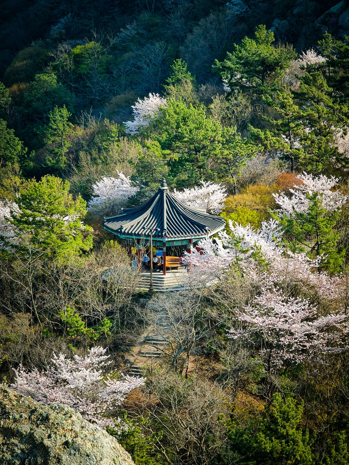 Cherry blossoms in the mountains of South Korea - My, Корея, The photo, Hiking, Pagoda, Asia, Spring, Sakura, Bloom, Landscape, Nature, Aerial photography