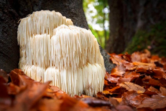 Mushrooms and Productivity Growth. Lion's Mane - My, Health, Research, Brain, Healthy lifestyle, Mushrooms, Ezhovik, Nauchpop, The science, Biology, Productivity, Anxiety, Neurogenesis, Neurons, Longpost