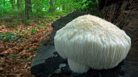 Mushrooms and Productivity Growth. Lion's Mane - My, Health, Research, Brain, Healthy lifestyle, Mushrooms, Ezhovik, Nauchpop, The science, Biology, Productivity, Anxiety, Neurogenesis, Neurons, Longpost