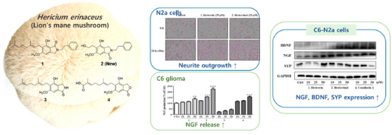 Mushrooms and Productivity Growth. Lion's Mane - My, Health, Research, Brain, Healthy lifestyle, Mushrooms, Ezhovik, Nauchpop, The science, Biology, Productivity, Anxiety, Neurogenesis, Neurons, Longpost