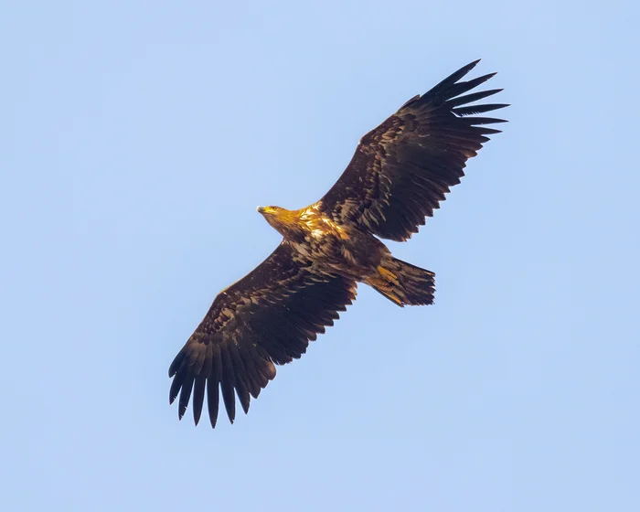 White-tailed eagle - My, Erne, Photo hunting, Ornithology, Ornithology League, Steppe, Bird watching, Predator birds, Rostov region, Birds, The photo