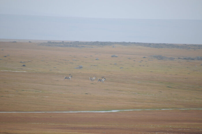 ������� ����������� �� ������. �-�� ��������, ������