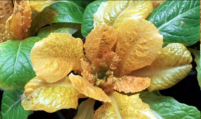 �������� �����