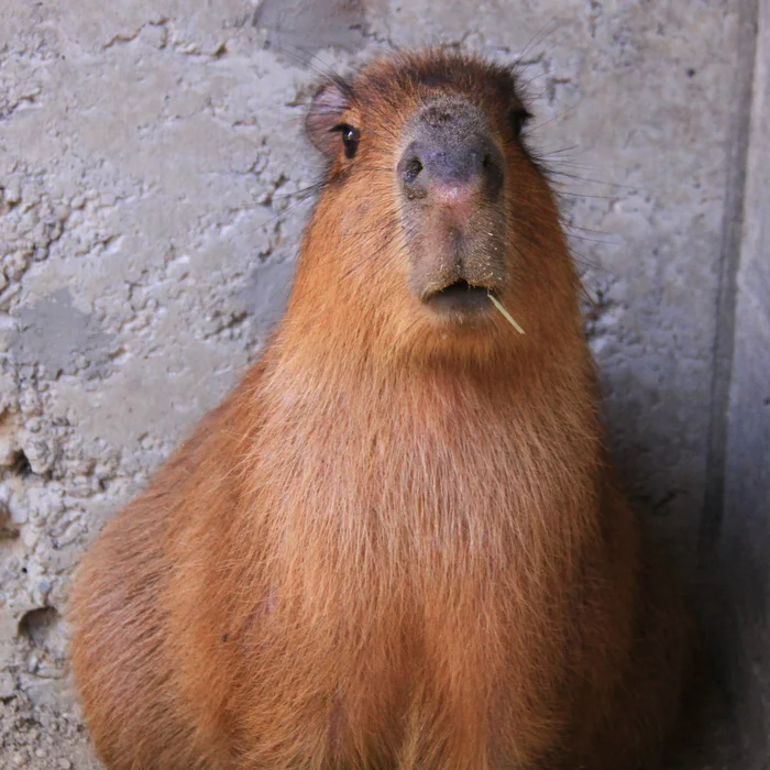 Johnny Toothpick - Wild animals, Zoo, Rodents, Capybara, Young