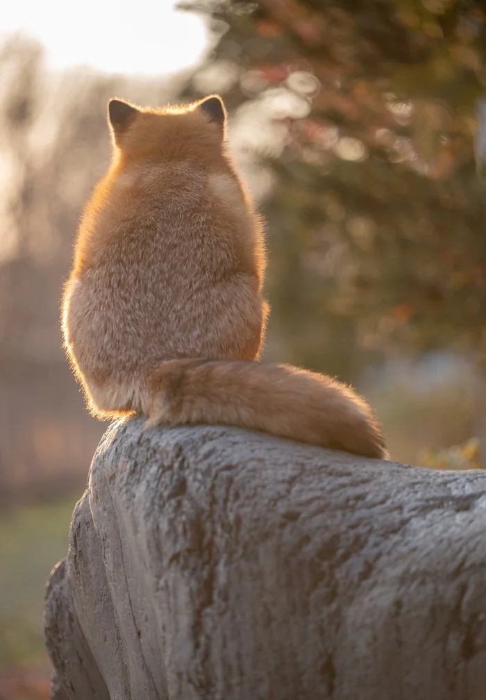 And I'm not fat at all - I'm just a fluffy bone - The photo, Fox, Animals, Fluffy, In the animal world