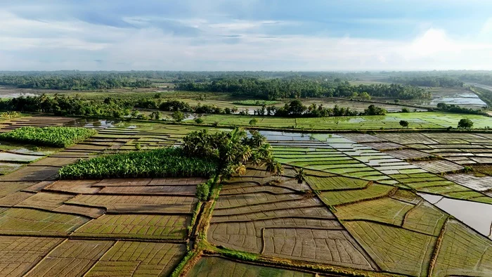 Rice fields - My, Sri Lanka, Rice, Field, Dji, Aerial photography, The photo, Asia, Flight, Travels