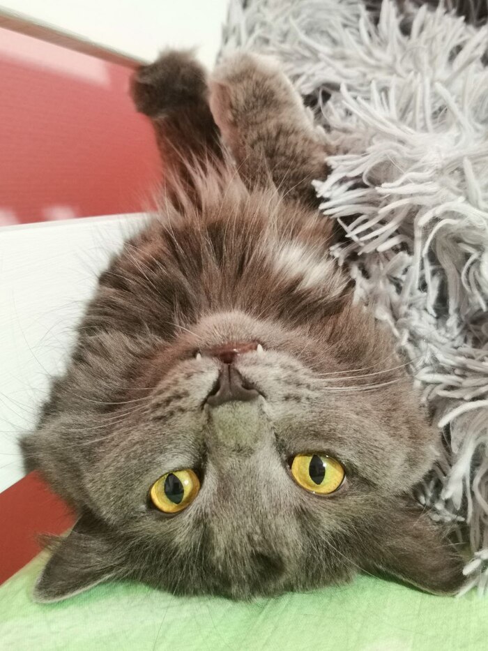 Котолаповое