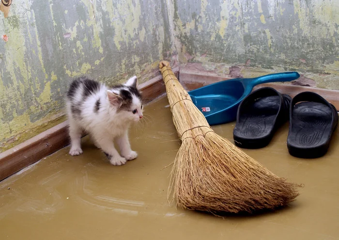 Evil and scary broom - My, cat, Kittens, Joy, Cat lovers, Longpost, Humor, Milota, Pets, Fluffy