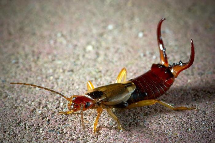 Earwig. Childhood fear or just a small pest? - My, Nature, wildlife, Insects, Earwig, Pests, Bite, Garden, Garden, Person, Plants, Jaws, Longpost