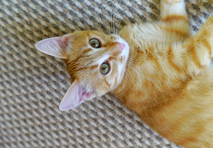 Летний кот 2.0