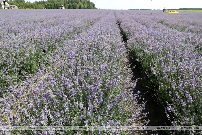 «Гомельский Прованс»