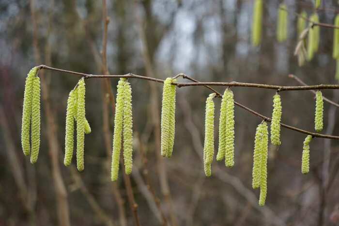 This is how the hazel tree blooms - Hazel, Unusual names, Politics