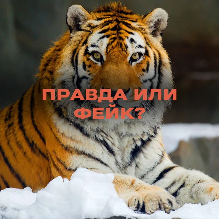 Is it true that a tiger was spotted walking near a highway in Buryatia? - Amur tiger, news, Fake news, Longpost