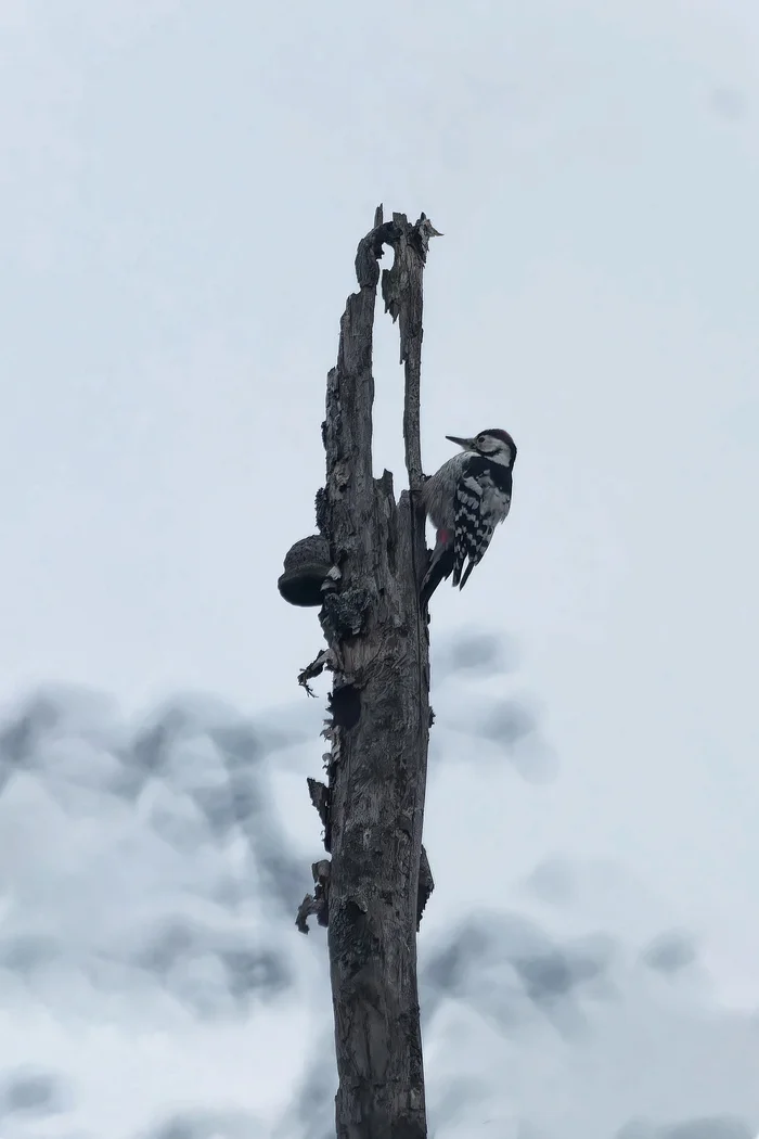 White-backed days - My, Photo hunting, The nature of Russia, Birds, Nature, Autumn, Forest, White-backed woodpecker, Ornithology League, wildlife, Hobby, Longpost