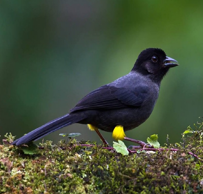 Желтобёдрый воробей