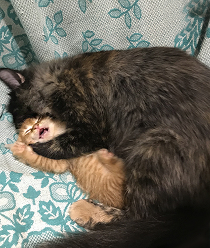 ������� ����� ����� ����� �����