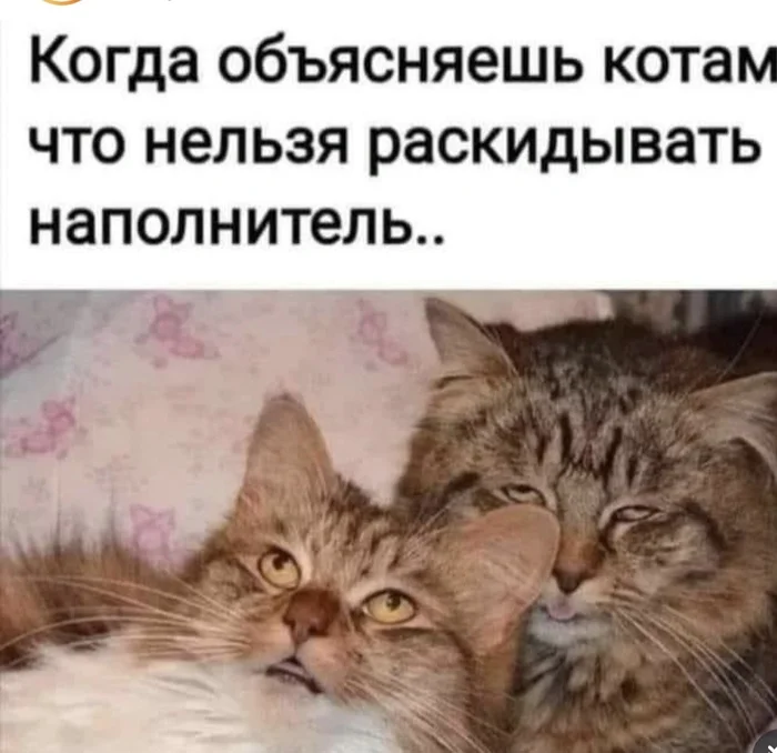 And do your kitties listen to you with the same face? - Survey, Memes, Laughter (reaction), Funny animals, Fun, Reaction, cat, Fat cats, Fluffy, Picture with text