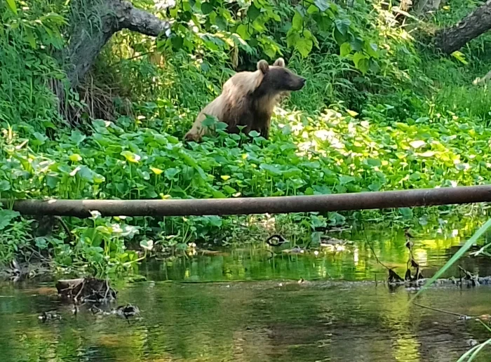 Он сам пришёл... - Моё, Камчатка, Медведи, Неожиданно, Встреча, Фото на тапок