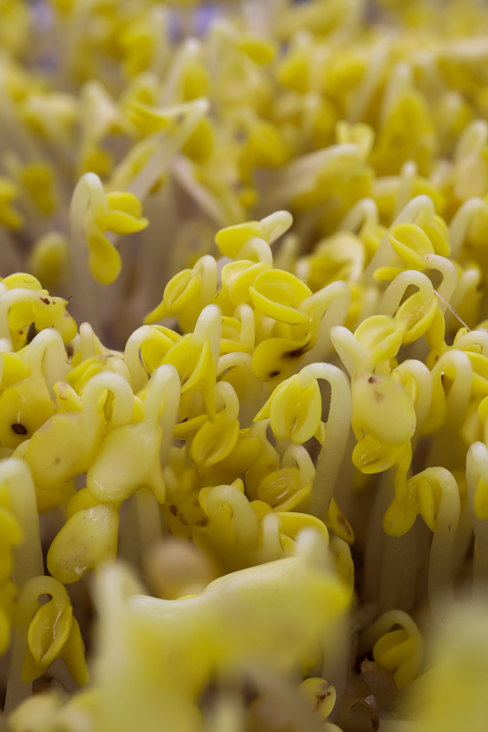 Стройный лес