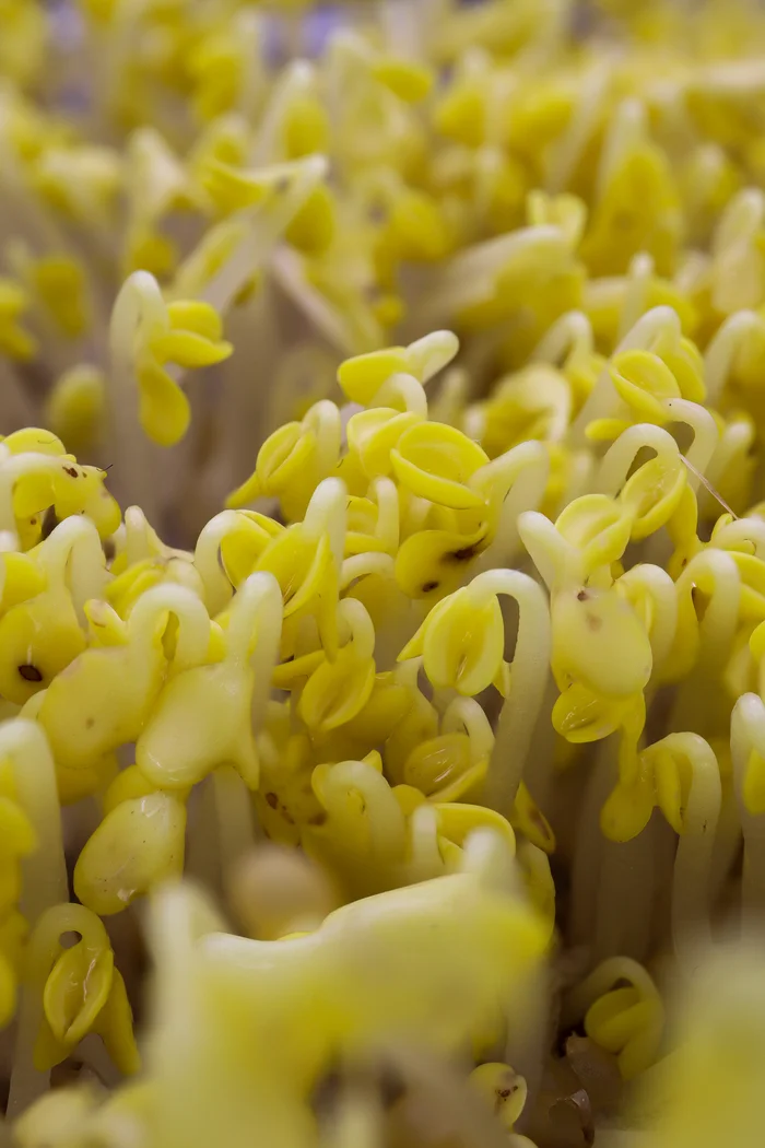 Photo project Let's take a closer look post #133 - My, Nature, Bloom, Macro photography, Microfilming, Microgreens, Plants, The photo, Gardening, Beautiful view, Longpost