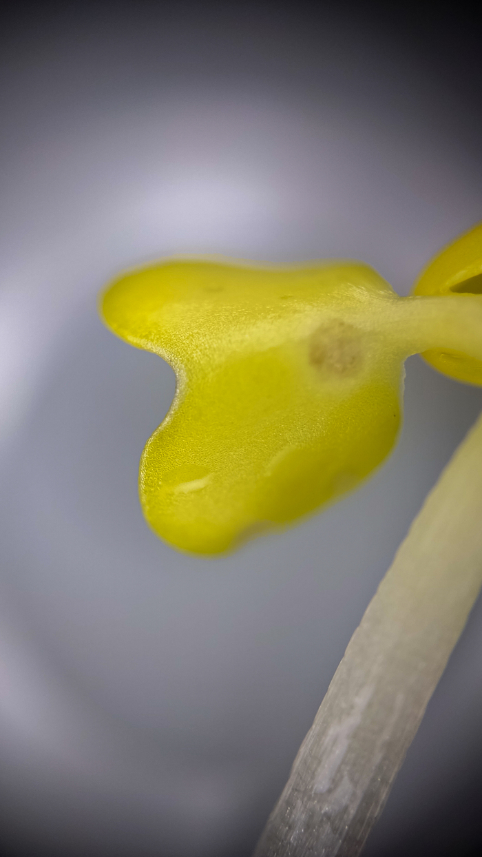 Распускаются