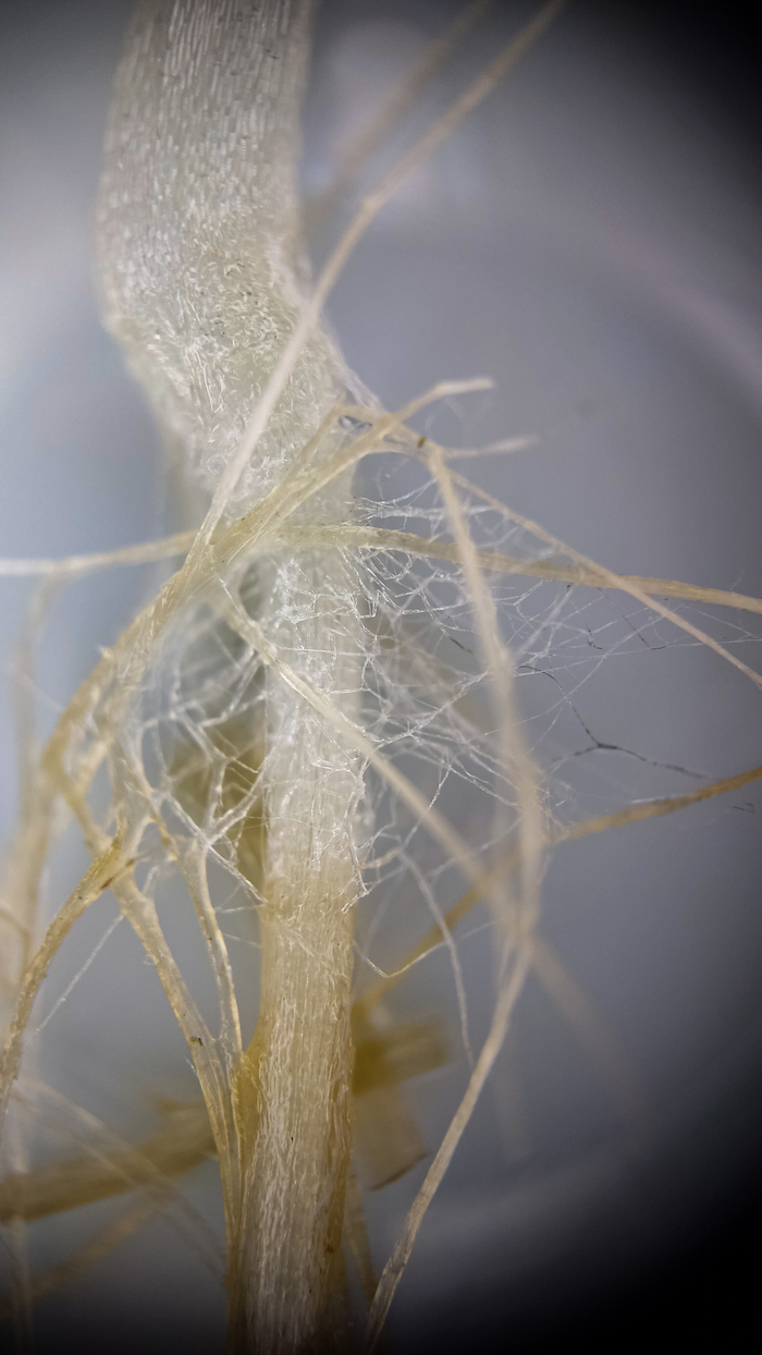 Разрастаются корнями