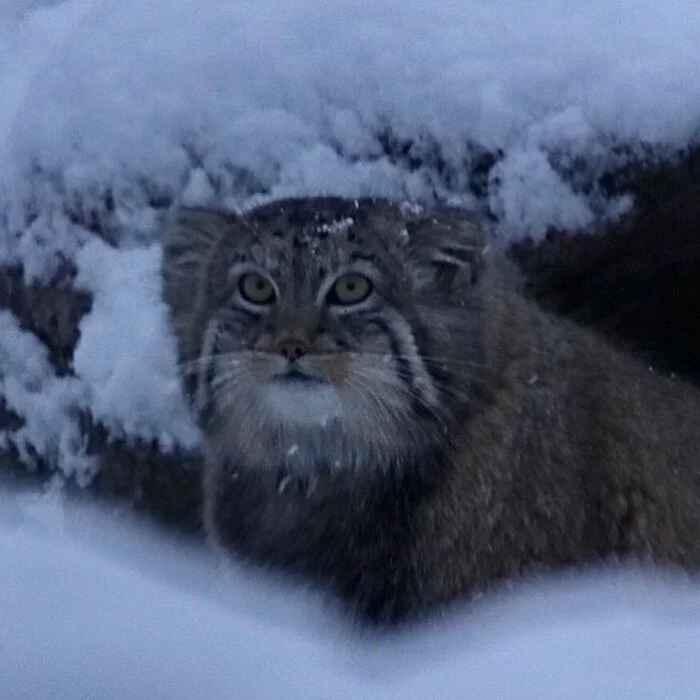 Explorer of the first snowdrifts - Predatory animals, Cat family, Wild animals, Zoo, Pallas' cat, Small cats, Young, The photo, Longpost