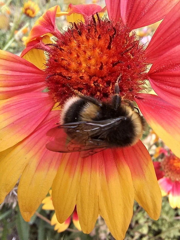 Bumblebee - My, Bumblebee, Autumn