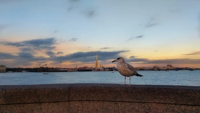 Чаенок на Дворцовом мосту - Моё, Фотография, Санкт-Петербург, Мобильная фотография, Чайки, Дворцовый мост