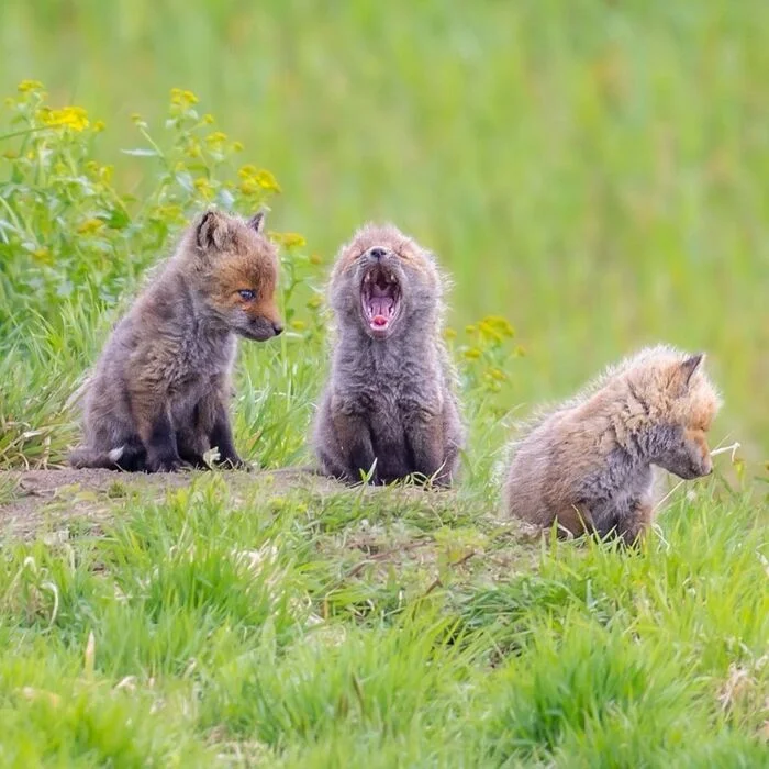 We had a fight - Fox, Fox cubs, Canines, Predatory animals, Wild animals, wildlife, Japan, The photo