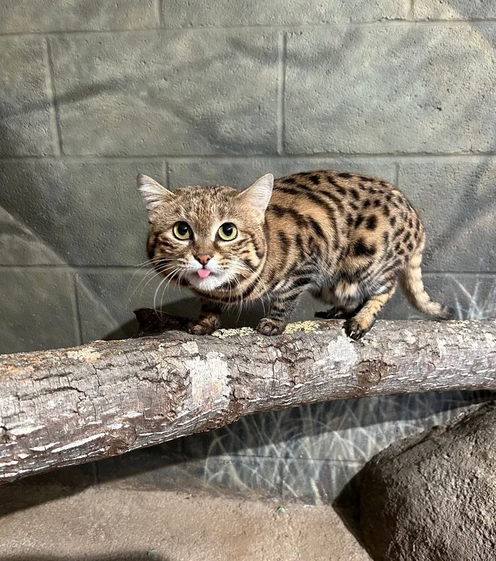 Teasing - Black-footed cat, Small cats, Cat family, Predatory animals, Wild animals, Zoo, Language, The photo