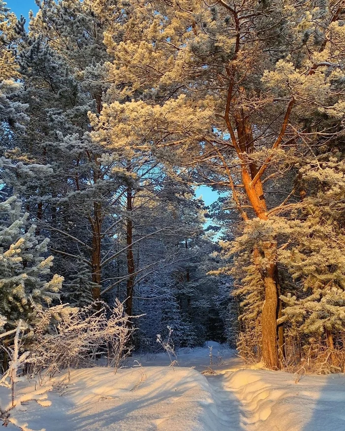 Frost and sun, wonderful day, Sverdlovsk region - Snow, Sverdlovsk region, Forest, The photo, Nature, beauty