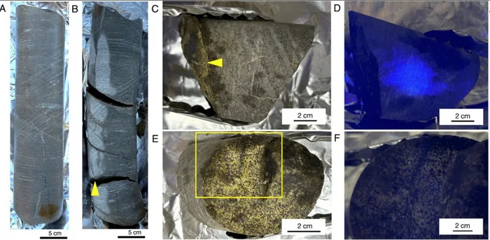 The oldest living microbes - My, The science, Scientists, Research, Microbes, Antiquity, Land