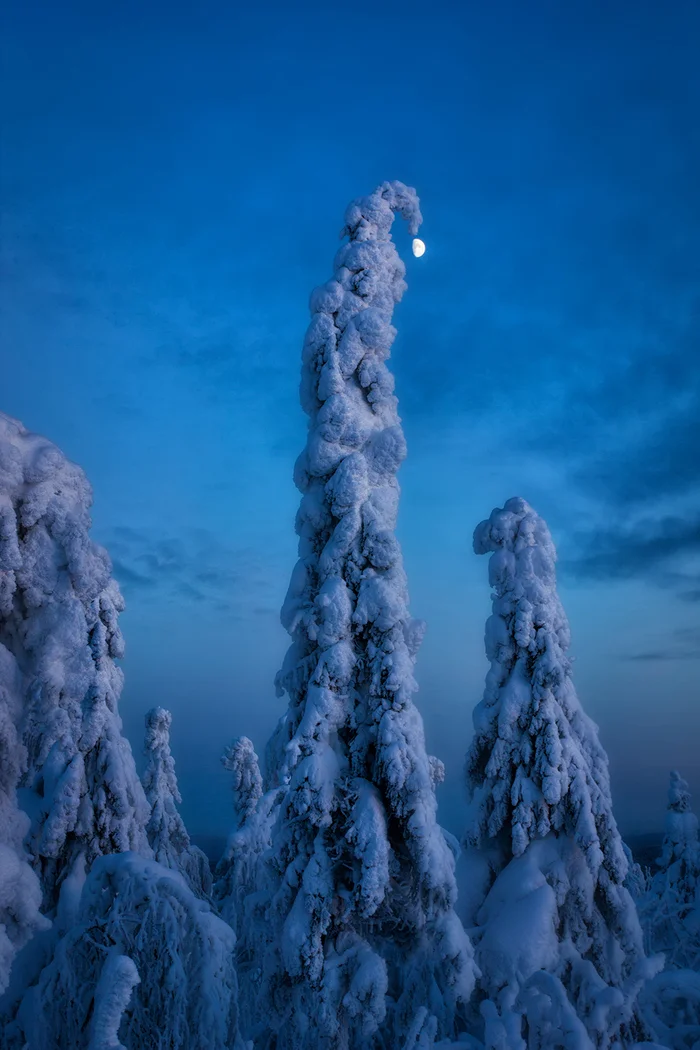 Christmas tree decoration - Winter, Christmas trees, moon, Night, beauty, New Year, Successful angle, The photo