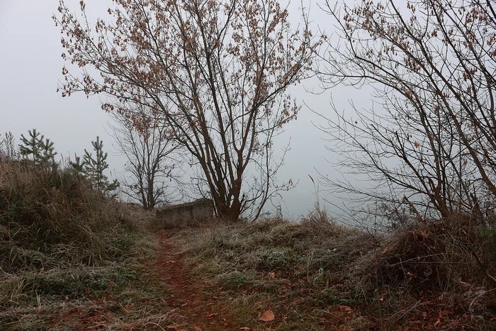 The hedgehog in the fog walked in much the same way) - My, The photo, Autumn, Fog, Morning, Nature