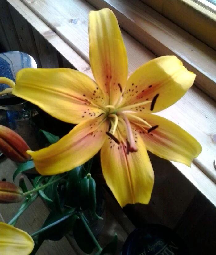 July. Lily - My, The photo, Summer, Flowers, Garden