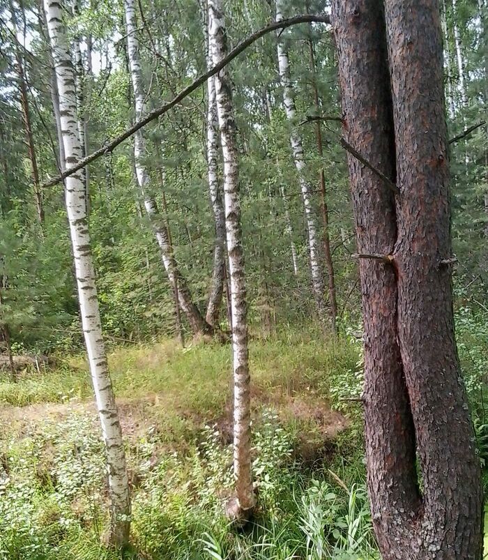 August. Wild forest. Overgrown ravine. - My, The photo, Summer, Forest, wildlife, The nature of Russia