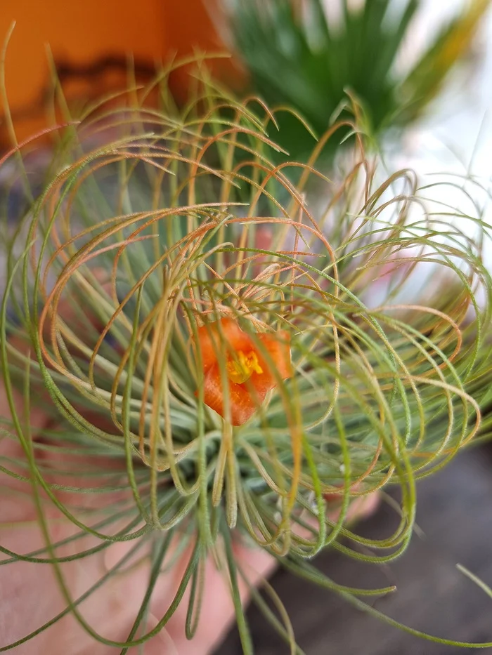 ABOUT TILLANDSIA - My, Houseplants, Floriculture, Longpost