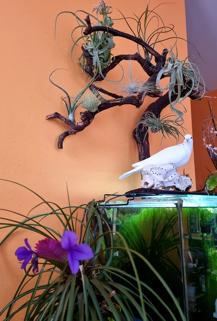 ABOUT TILLANDSIA - My, Houseplants, Floriculture, Longpost