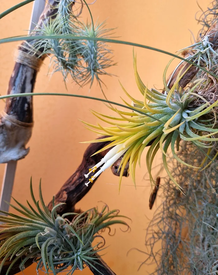 ABOUT TILLANDSIA - My, Houseplants, Floriculture, Longpost