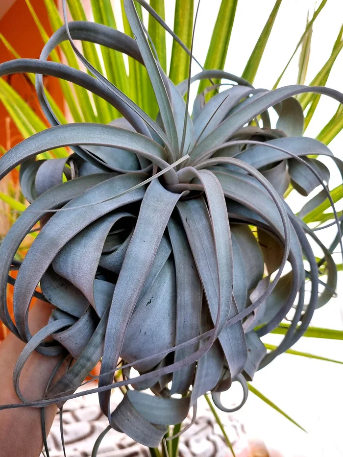ABOUT TILLANDSIA - My, Houseplants, Floriculture, Longpost