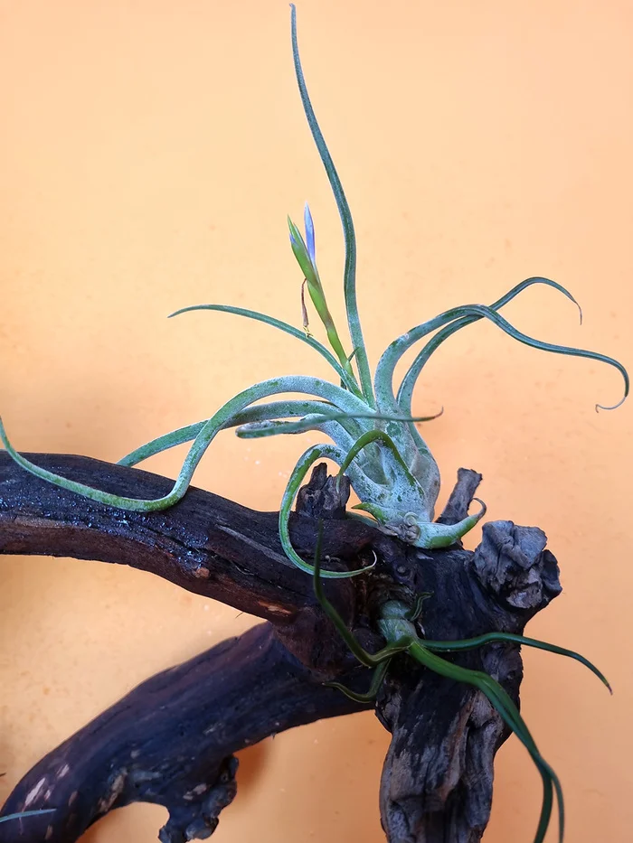ABOUT TILLANDSIA - My, Houseplants, Floriculture, Longpost
