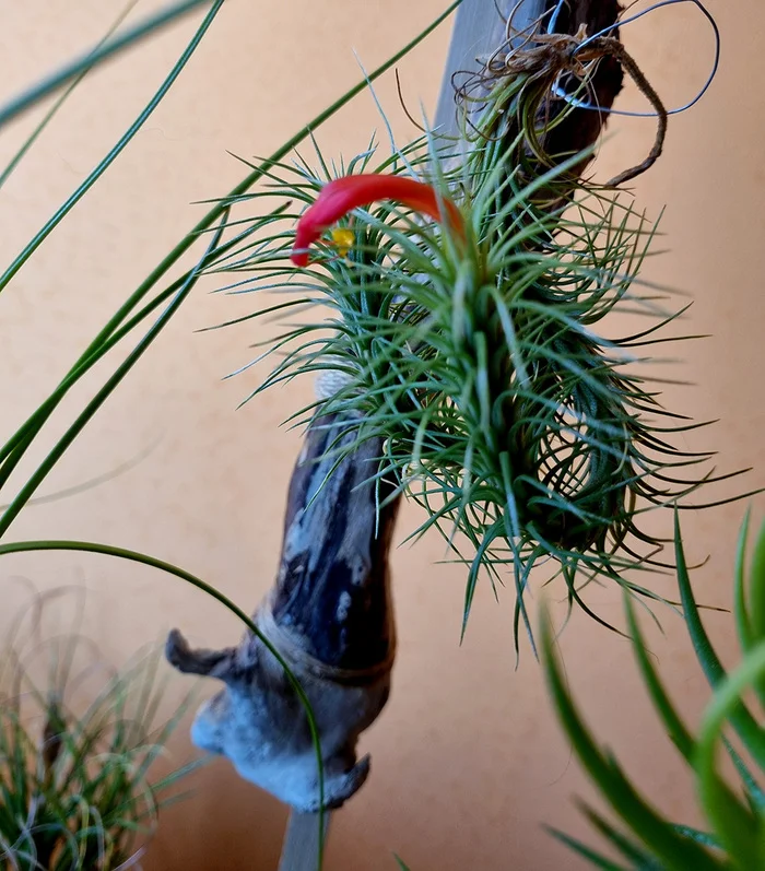 ABOUT TILLANDSIA - My, Houseplants, Floriculture, Longpost
