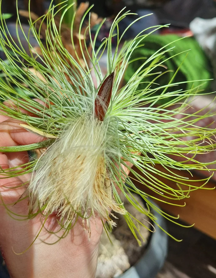 ABOUT TILLANDSIA - My, Houseplants, Floriculture, Longpost