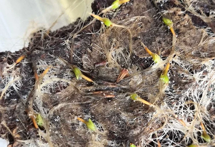 ABOUT TILLANDSIA - My, Houseplants, Floriculture, Longpost