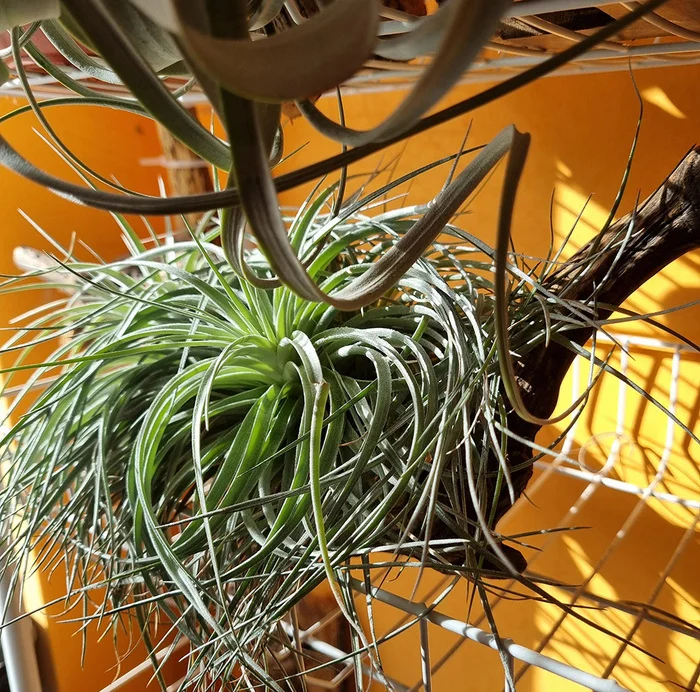 ABOUT TILLANDSIA - My, Houseplants, Floriculture, Longpost