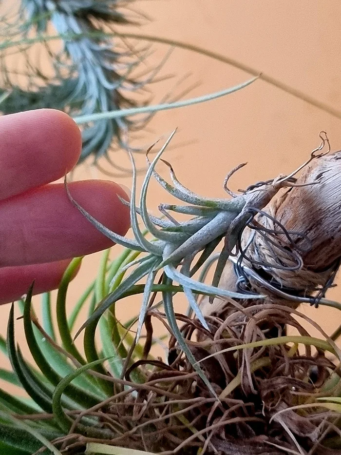 ABOUT TILLANDSIA - My, Houseplants, Floriculture, Longpost