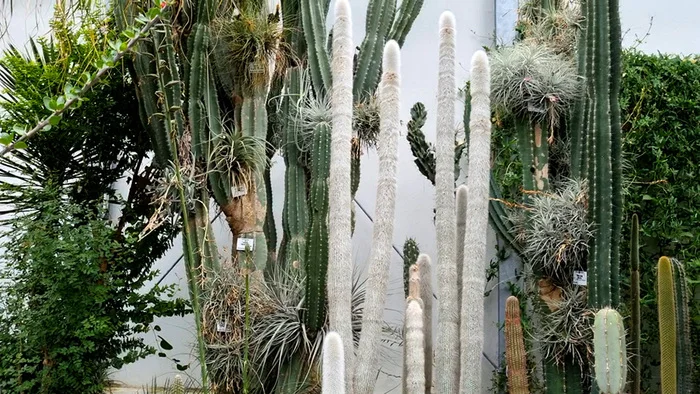 ABOUT TILLANDSIA - My, Houseplants, Floriculture, Longpost