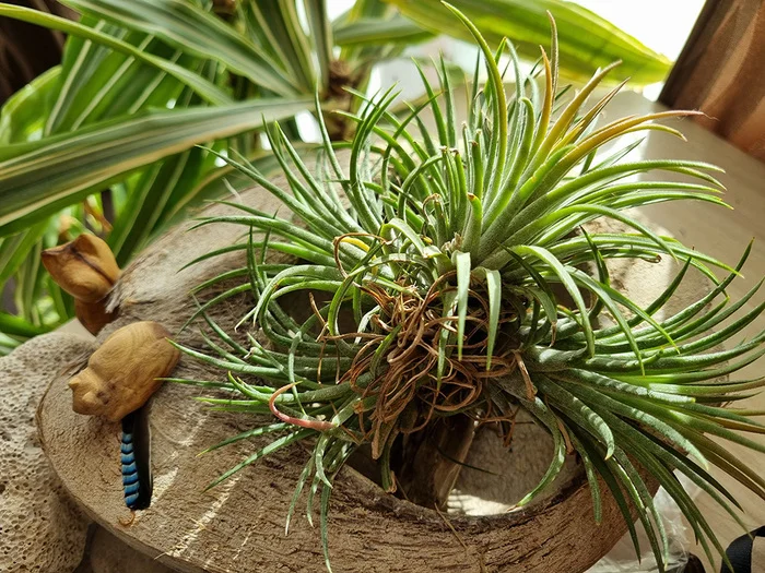 ABOUT TILLANDSIA - My, Houseplants, Floriculture, Longpost