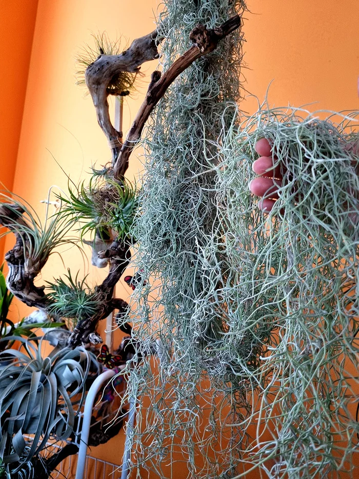 ABOUT TILLANDSIA - My, Houseplants, Floriculture, Longpost